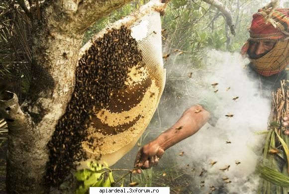 Instalarea roiului natural - "Intorcandu-ne la faguri, sa stii ca albinele - INTRETINEREA ALBINELOR