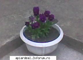 Ioan Ardelean - Din cind in cind si cite-o floare - ACESTIA SUNTEM NOI