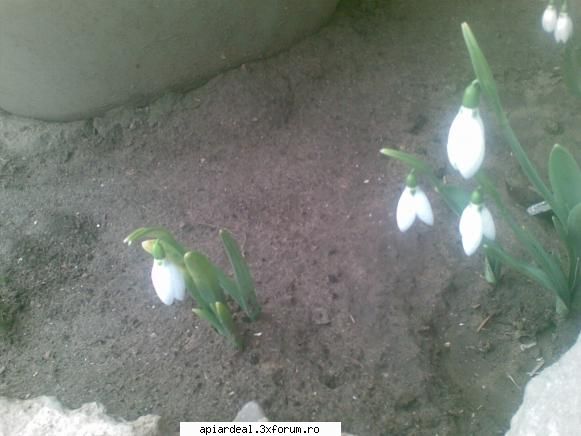 Jurnal apicol - azi am fotografiat si vestitorii primaverii - INTRETINEREA ALBINELOR