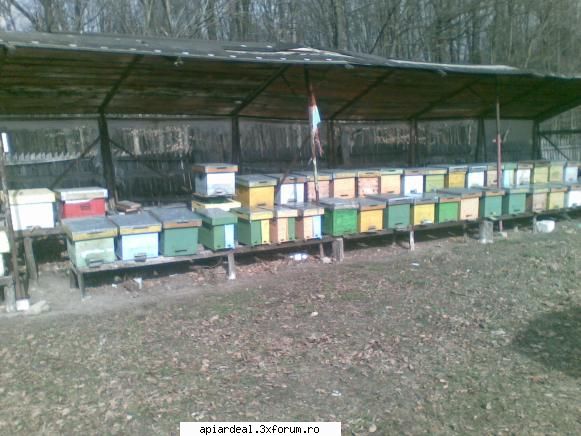 Jurnal apicol - si duminica si luni vreme excelenta cu soare din - INTRETINEREA ALBINELOR