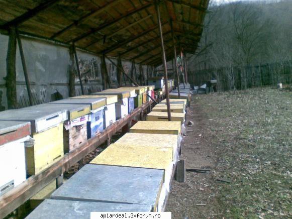 Jurnal apicol - A fost o vreme excelenta - INTRETINEREA ALBINELOR