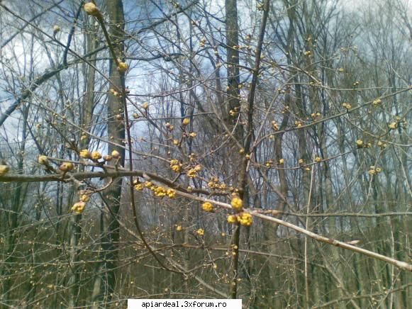 Jurnal apicol - Cornul sta sa infloreasca ! vine si caldura ? - INTRETINEREA ALBINELOR