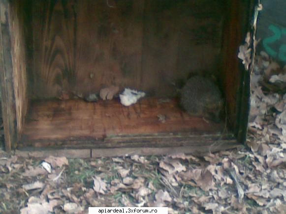 Jurnal apicol - si apropo de animalele padurii , am primit vizita - INTRETINEREA ALBINELOR