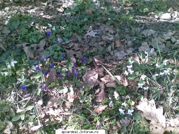 Jurnal apicol - Sunt asa de frumoase florile in padure ! acum - INTRETINEREA ALBINELOR