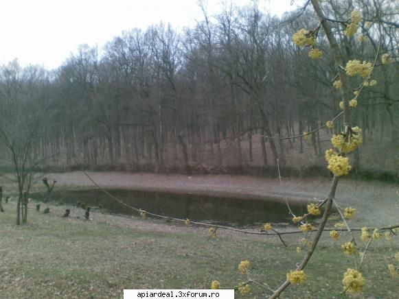 iar floarea de corn este la maturitate , frumoasa priveliste ! jurnal apicol