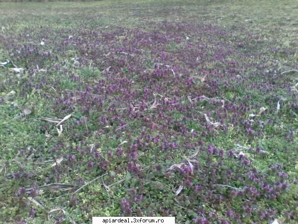 Jurnal apicol - Natura parca a explodat , este un cules de toata - INTRETINEREA ALBINELOR