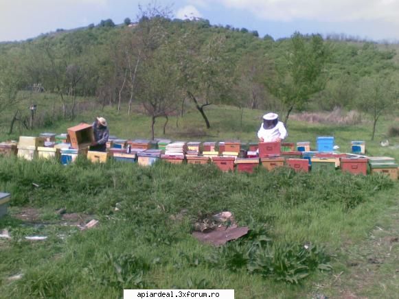 Jurnal apicol - Munca la stupina Victor Dumitru - INTRETINEREA ALBINELOR