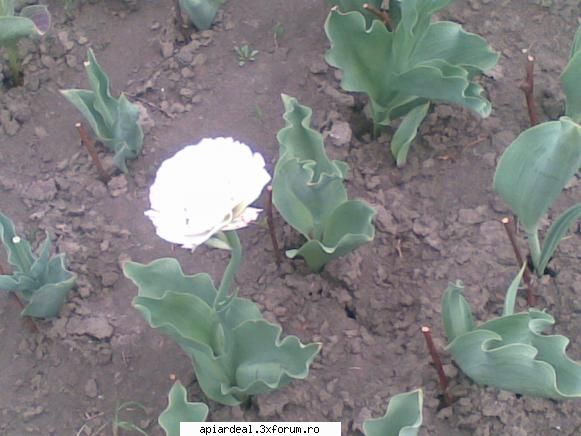 inca in floare : jurnal apicol