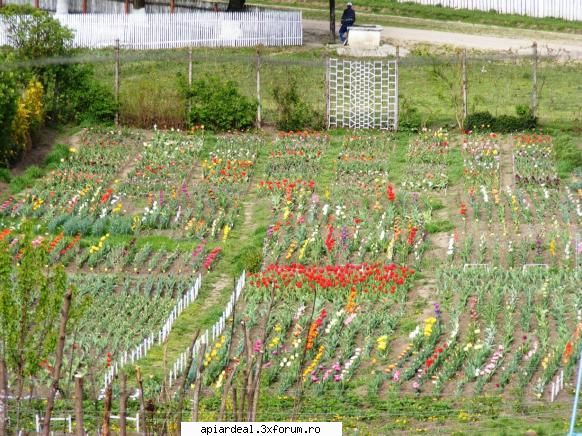 Jurnal apicol - o poza de la apogeu - INTRETINEREA ALBINELOR