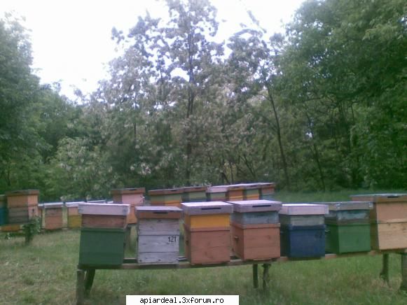 Jurnal apicol - Sa speram ca salcamul pe cat e de frumos va fi si - INTRETINEREA ALBINELOR