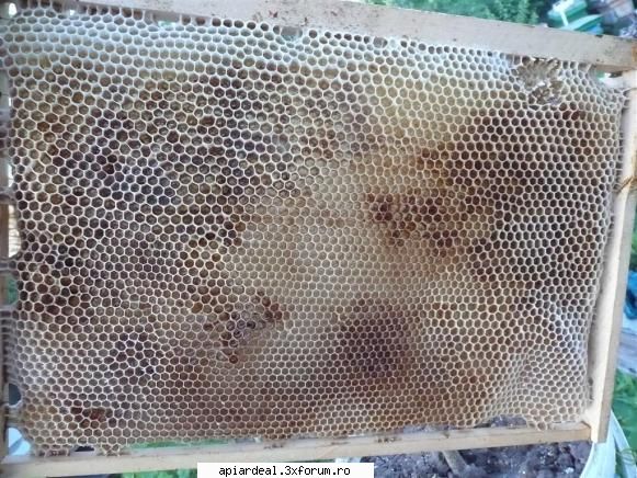 Jurnal apicol - Uitati un fagure cladit din foaie facuta de - INTRETINEREA ALBINELOR