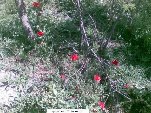 Jurnal apicol - Flora spontana : mustar , mac si urmeaza palamida - INTRETINEREA ALBINELOR