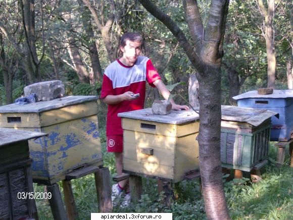 Jurnal apicol - Eu-nu ma vad bine pentru ca dadea soarele pe - INTRETINEREA ALBINELOR