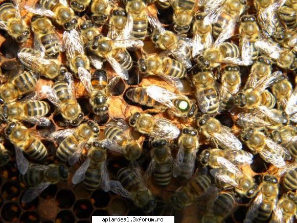 Jurnal apicol - Matca produsa de Valter - INTRETINEREA ALBINELOR