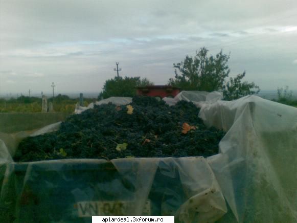 Jurnal apicol - Anul acesta la merlot productia a fost record dar - INTRETINEREA ALBINELOR