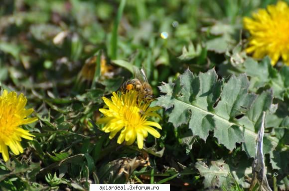 Jurnal apicol - Crescaturi de ceara sub folia de plastic am si - INTRETINEREA ALBINELOR