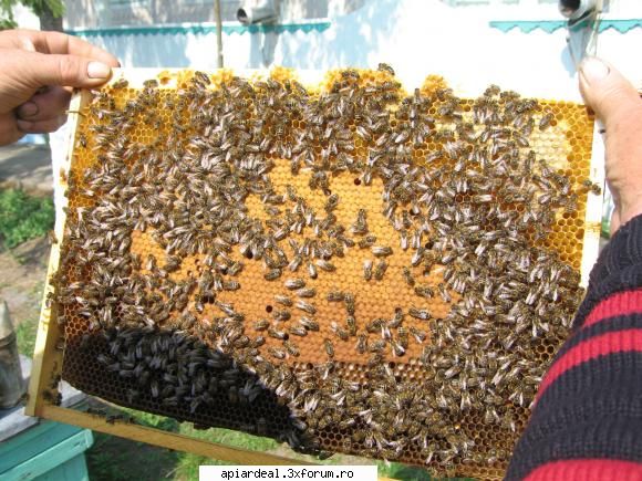 Jurnal apicol - intre 3-4 rame de puiet de stup - INTRETINEREA ALBINELOR