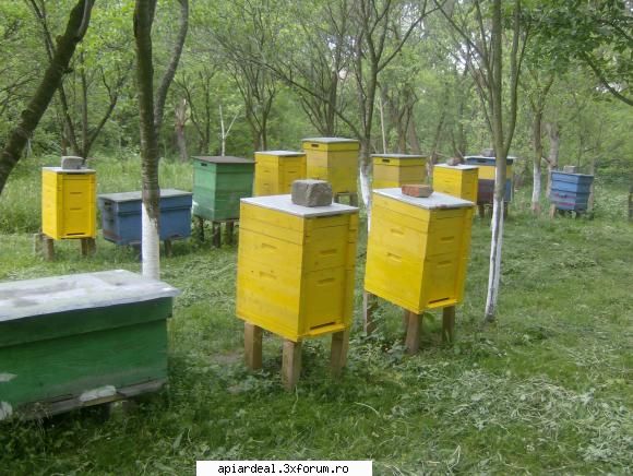 Jurnal apicol - Sa pun acum niste poze cu stupii mei la inceput - INTRETINEREA ALBINELOR