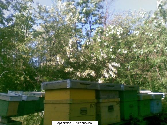 Jurnal apicol - La mine a inflorit salcamul 2 , vremea ESTE - INTRETINEREA ALBINELOR