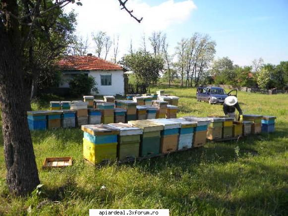 Jurnal apicol - Treaba merge excelent la salcam , am inceput sa - INTRETINEREA ALBINELOR