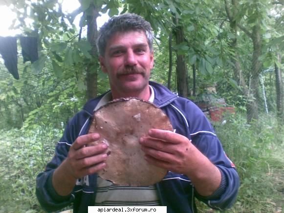 Jurnal apicol - Ai dreptate , numai ca noi insarmam si orizontal - INTRETINEREA ALBINELOR
