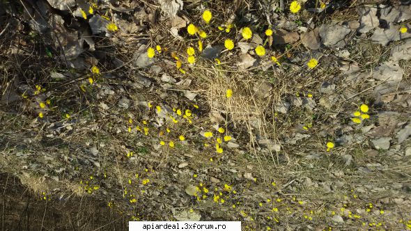 Jurnal apicol - natura a pornit in forta - INTRETINEREA ALBINELOR
