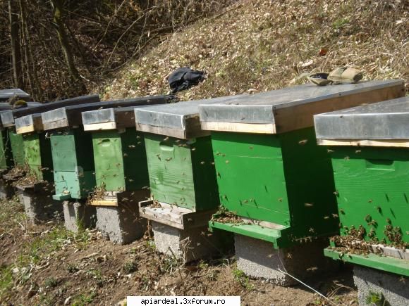La stupi - A doua revizie anul asta,tratament dimineata cu - INTRETINEREA ALBINELOR