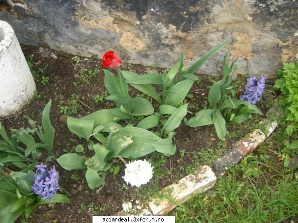 Lalelele mele timpurii si semitimpurii - Am si eu ceva asemanator, dar sunt inca - AICI PUTETI POSTA ORICE...
