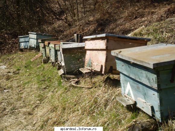 Lucrari in stupina pentru incepatori. - Stupi aplecati in fata pentru scurgerea apei - SUNT INCEPATOR