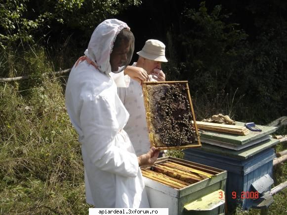 matci exclusiv din schimbare linistita. in septembrie intre 4-5 rame cu puiet ouat regulat si