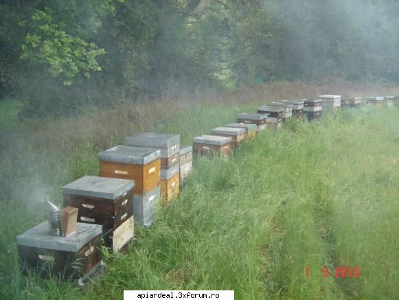 Lucrul la ferma - Una din stupine la salcam. Poza e cam "afumata" - INTRETINEREA ALBINELOR