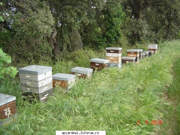 Lucrul la ferma - Alta stupina la salcam. O parte roi de anul - INTRETINEREA ALBINELOR