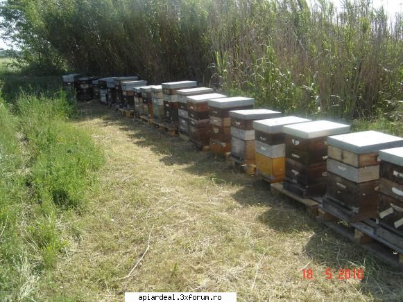 Lucrul la ferma - O parte din fam de productie la destinatie - INTRETINEREA ALBINELOR