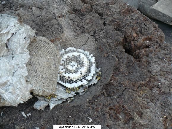 in dreapta se vede o viespe mai mare. una singura era de dimensiuni mai mari. probabil matca. in