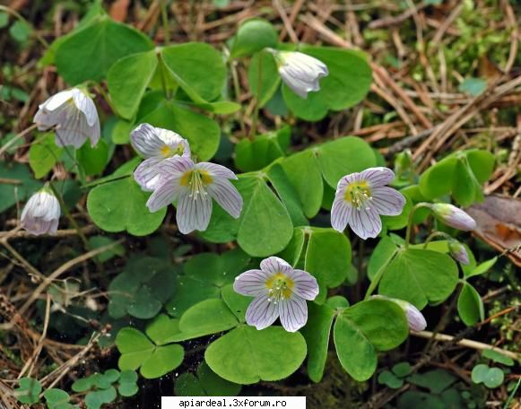 Macrisul Iepurelui - Macrisul Iepurelui (Oxalis Acetosella) Alte - PLANTE MELIFERE