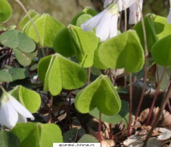Macrisul Iepurelui - FRUNZELE sunt putin carnoase si au, ca si - PLANTE MELIFERE