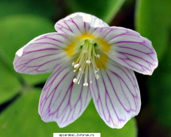 Macrisul Iepurelui - FLORILE Macrisului Iepurelui sunt singulare - PLANTE MELIFERE