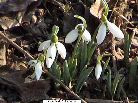 Martisor - Pentru ele, si pentru noi toti, sa vina primavara! - AICI PUTETI POSTA ORICE...