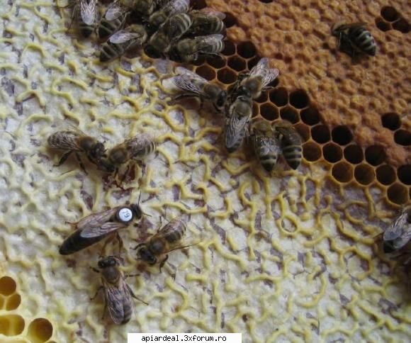 Mascota - Mai fratilor nu intelegeti ca domnu vrea - AICI PUTETI POSTA ORICE...
