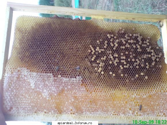 Matca trantorita sau bezmeticire? - Rama 3: Se observa si puiet de albina printre cel - SITUATII ANORMALE