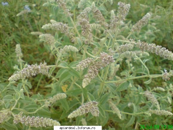 Menta - cules de la menta cred ca doar in delta avem,in - PLANTE MELIFERE