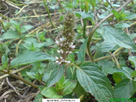 Menta - sau poate de la menta cultivata - PLANTE MELIFERE