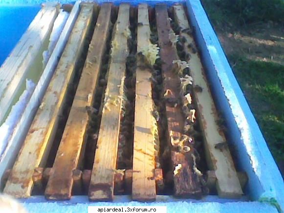 Model de stup - A intrat in iarna pe 2 intervale si acum e pe 5+1 - SCHITE STUPI