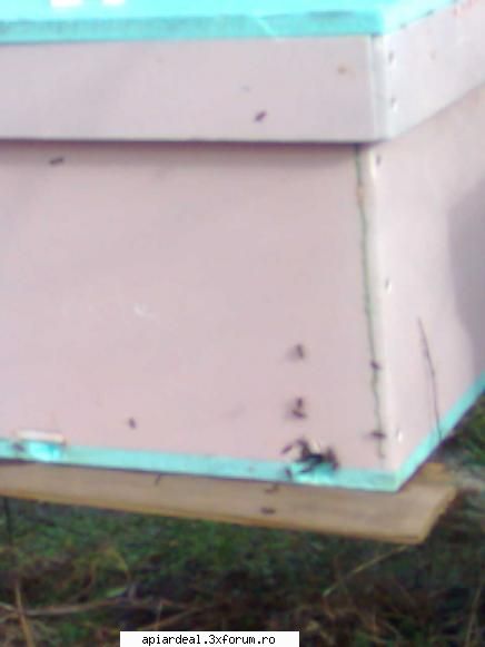 Model de stup - din lazile de polistiren la 10 grade albina iasa - SCHITE STUPI