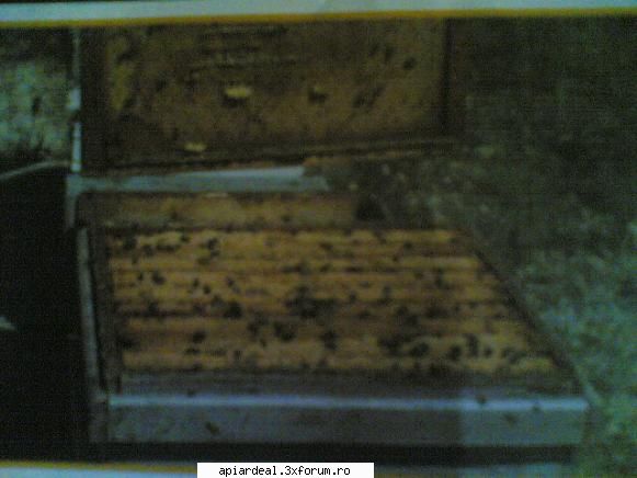 Mortalitatea albinelor in Spania (2) - TRATAMENTE