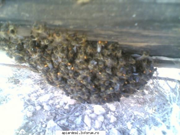 NUMAI LAYENS-incercati! - abeja - SCHITE STUPI