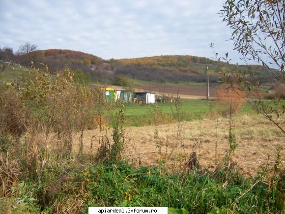 Natural si Bio - Eu am stupina, la 7 km., de centrul comunei. Aici - APICULTURA BIO