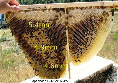 Natural si Bio - bee-lover Eu zic ca si posturile dumneavoastra au - APICULTURA BIO