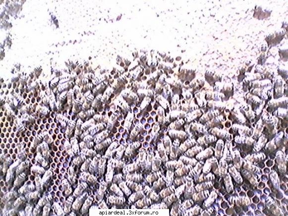 Natural si Bio - putin cam exagerat dar am putea -presupune - APICULTURA BIO