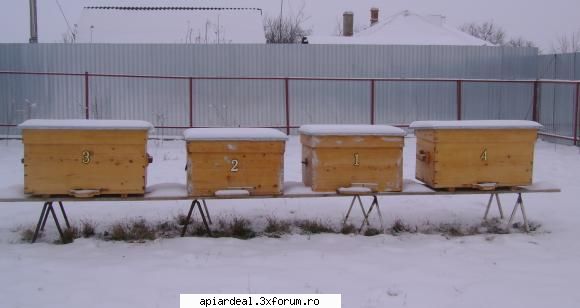 O stupina mica - Astazi, . ora 07.00 temp -19.00 C. ora 14.00 temp - POZE SI VIDEO